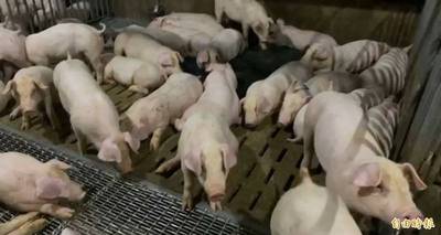 自由開講》瘦肉精「零檢出」是政治口水？