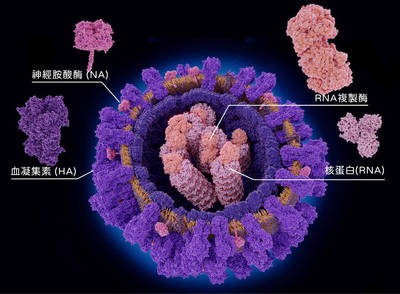 研之有物》未來流感疫苗不用年年打？可對抗異株病毒的單醣化疫苗