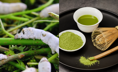 韋恩的食農生活》抹茶的綠色不是來自蠶大便的銅葉綠素，請勿用網路謠言傷害茶葉界！
