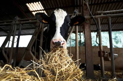自由開講》戰爭威脅遠勝 美乳牛染禽流感