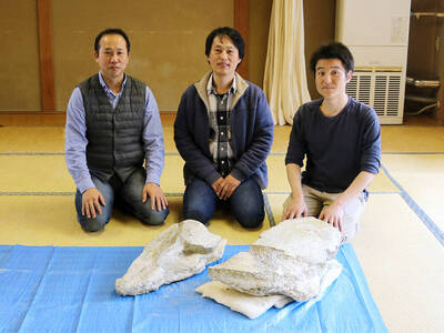 古生物研究》日本東京裡也能挖出古生物：抹香鯨的化石紀錄