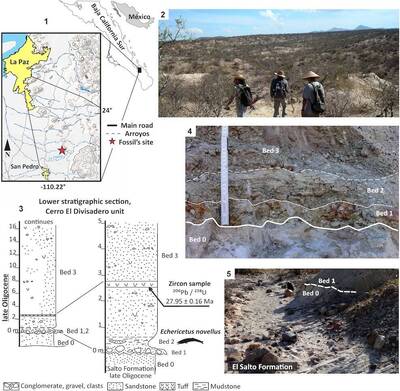 古生物研究》2千8百萬年前的新屬新種鯨魚：新大地鯨魚