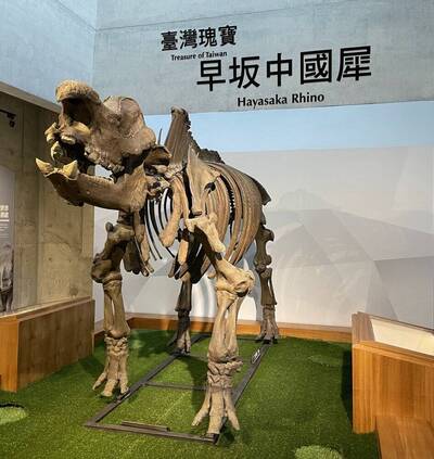 古生物研究》重獲台灣古生物特有物種：「早坂島犀」的模式標本