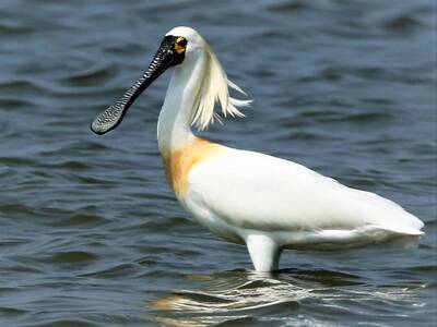 自由開講》黑琵4514隻創新高 茄萣濕地豈止「地方級」？