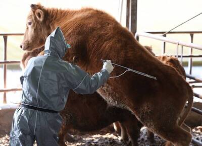 名家分享～劉哲瑋》中國爆發嚴重口蹄疫疫情 開放來台非「 惠」台～