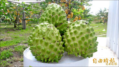 吳音寧土地情》鳳梨釋迦的20年警世寓言：看透中共「養套殺」陷阱