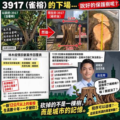 矢板明夫觀點》台北市砍掉的不只是雀榕 而是城市的記憶