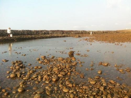 長久以來，海邊居民利用一天兩次的退潮期間，在礁石淺灘撿拾貝類魚蝦，豐富的潮間帶物種是他們貼補家計、加菜加餐的經濟來源。