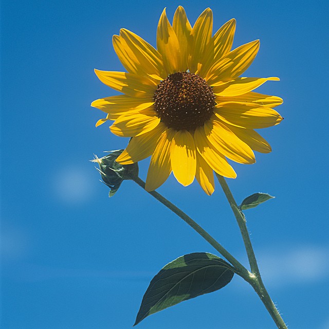 來源：C.C. by David Whitehall