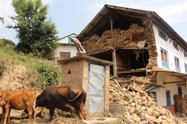 加德滿都的建築大部分為水泥磚造，看起來工法粗糙，常是磚牆外漏。更有些樓起的高，但地基不穩，怎麼看都不是安全的建築。（作者提供）