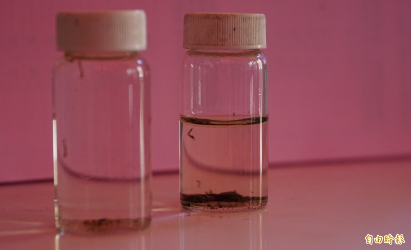 今年入夏以來，全台已有3,234人感染登革熱，而疑似因登革熱死亡的案例則已超過19例。（圖為積水容器中取得孑孓，記者黃欣柏攝）