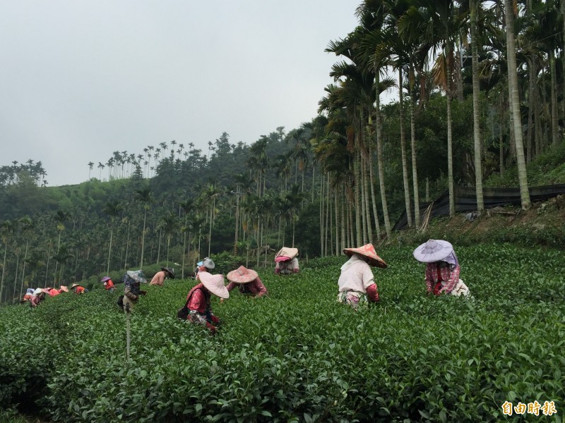 菁仔收成，農家在香氣瀰漫的環境下辛勤收成。（記者黃淑莉攝）