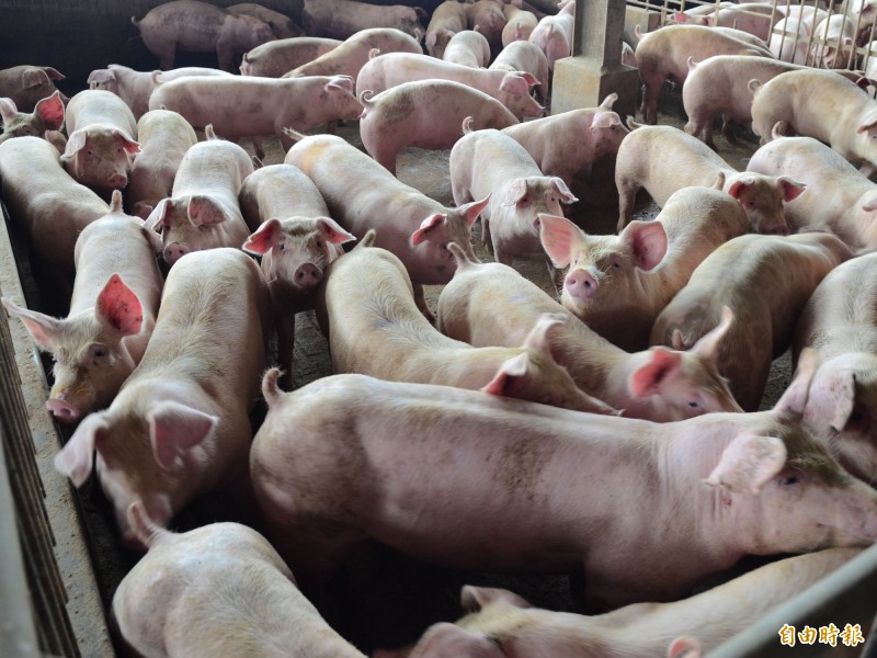 我們必須提高自身豬肉的水準，推動屠體交易與豬肉評價，徹底掃除口蹄疫，並以生鮮冷藏肉與進口冷凍肉進行市場區隔。（記者邱芷柔攝）