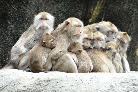 天氣冷連猴子都要取暖了，在社群網路找同溫層取暖也是人之常情。（圖：台北市立動物園）