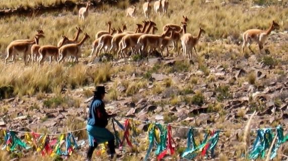 祕魯政府於1996年頒布小羊駝法案，將小羊駝生長的山區劃定為保護區，由當地的原住民村落協同監視小羊駝的繁殖情形，允許村民每三年舉行「圍堵」儀式，剪下的毛料販賣所得歸村民，如此做法既可保護小羊駝，又可取得珍貴毛料。（RPP，Fotógrafo: Referencial）