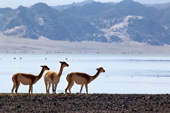 小羊駝生長在海拔三千五百公尺至五千八百公尺之間的乾旱高原上，體態輕盈優雅，善於跳躍，奔跑速度最快可達每小時五十公里。（BRUNA ROTUNNO COURTESY OF LORO PIANA）