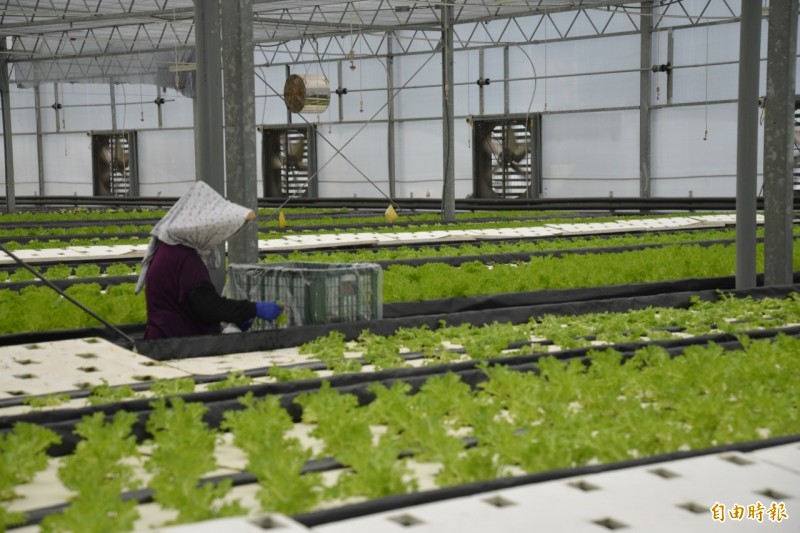 科技化的溫室栽作固然解決的農村發展、提升農民收入於一時，但農業結構性的根本，仍要回到土地、農民，方能釐清面貌、找到方向。（資料照，記者林國賢攝）