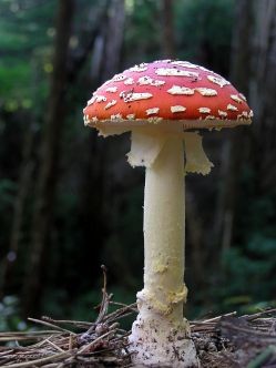 Amanita muscaria, 圖版來源： https://en.wikipedia.org/wiki/Amanita_muscaria#/media/File:Fly_Agaric_mushroom_05.jpg