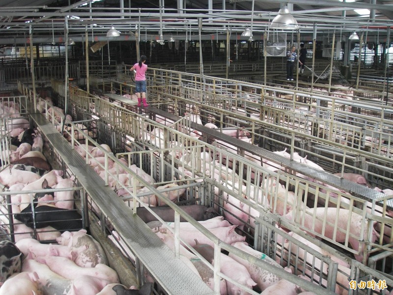 美豬在台灣豬肉進口的地位早已衰退許多，對美國而言，台灣是否開放瘦肉精美豬，早就不再是單純的貿易利益問題，而是奇蒙子的感覺。（資料照，記者顏宏駿攝）