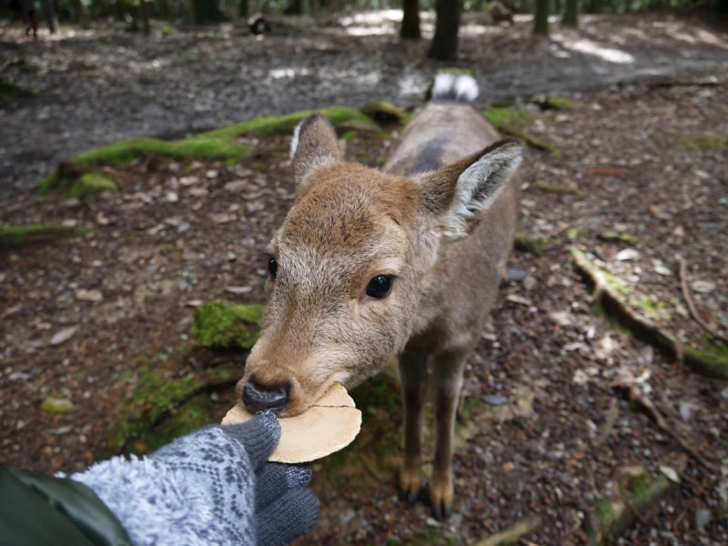 法操》命運大不同─日本奈良鹿vs台灣獼
