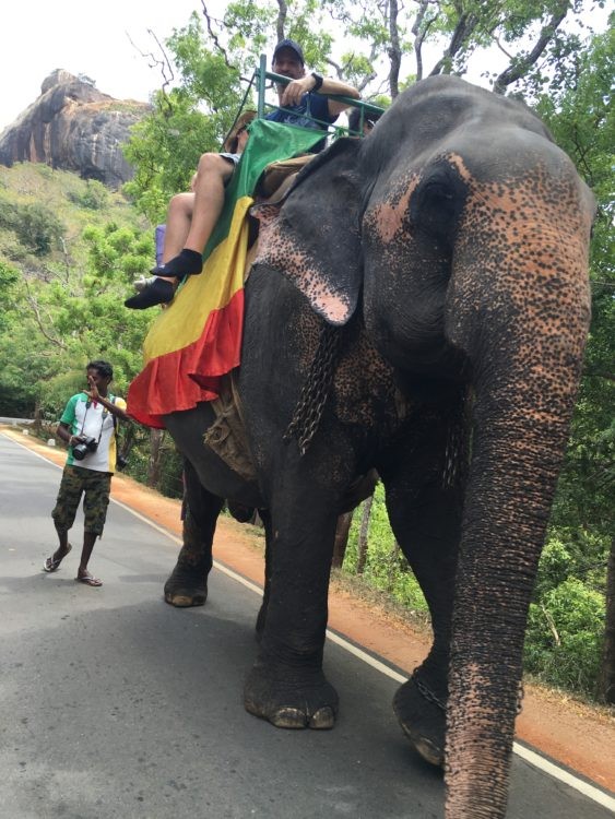 身上纏著鎖鍊、提供觀光乘坐的大象。