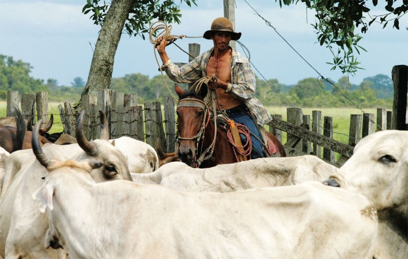 「亞內諾」騎馬趕牛，按其年齡、體型、記號等分類，以利販賣；同時，「亞內諾」也得防範偷牛賊，並忙於屠宰牛隻，製作皮革，醃製肉干。（The City Paper Bogotá）