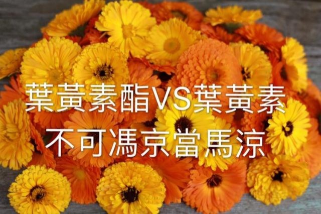 韋恩的食農生活》葉黃素酯VS葉黃素，不可馮京當馬涼
