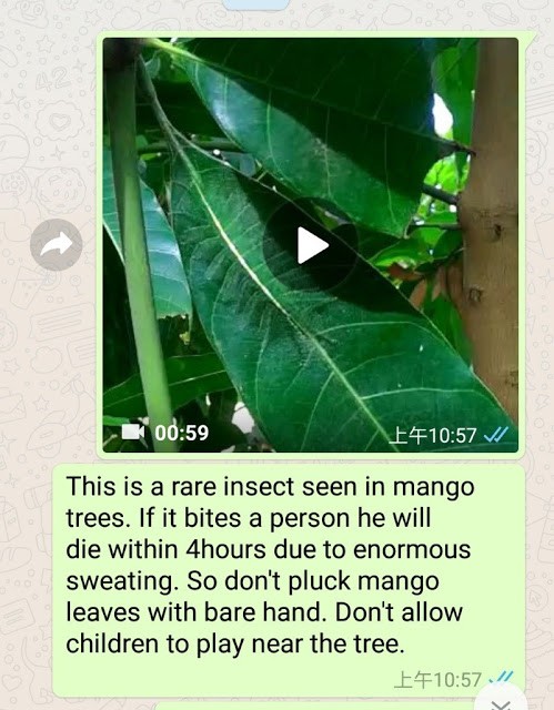Mygopen》芒果樹葉罕見昆蟲影片？叮咬4小時內死亡？謠言勿傳