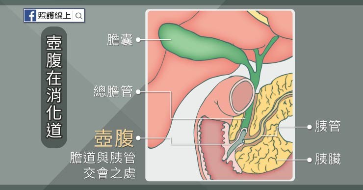 照護線上 皮膚變黃 大便變色 很棘手的壺腹癌 懶人包 自由評論網