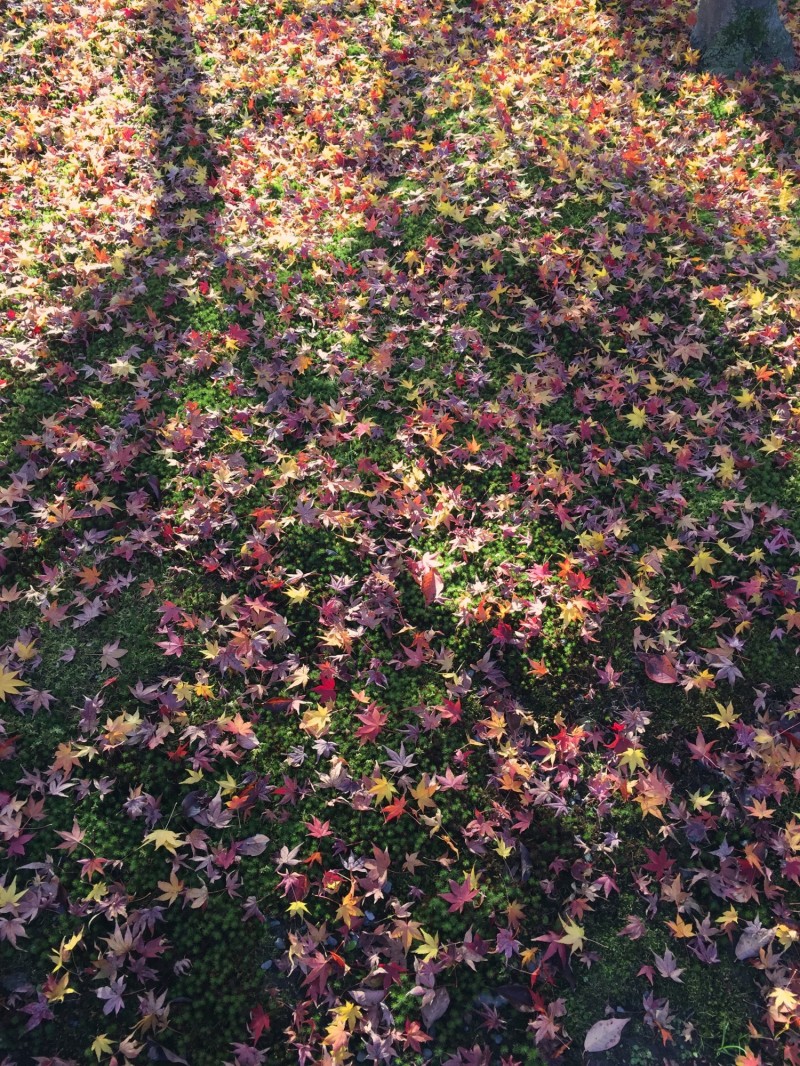 20141127 京都東福寺。（圖：作者提供）