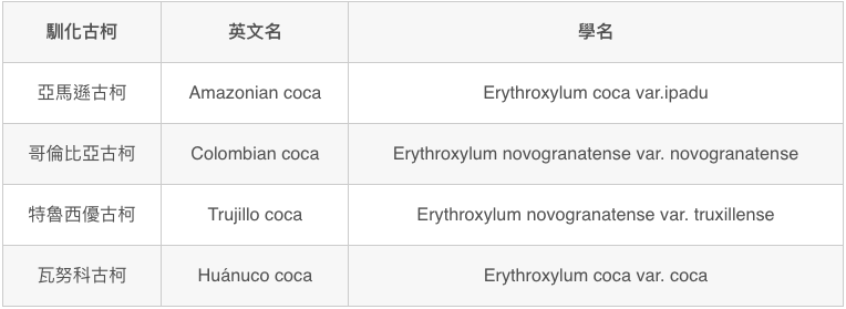 研之有物》製作可樂和毒品的天然原料!管制作物「古柯」的馴化起源研究
