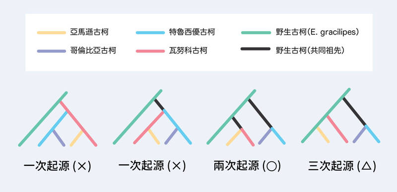 古柯不同品種演化關係的模擬結果，機率最高的是：馴化古柯經過兩次獨立起源。首先從某種野生古柯，衍生出哥倫比亞和特魯西優，後來才又由另一種野生古柯，培育出瓦努科和亞馬遜。圖│研之有物（資料來源│黃仁磐）