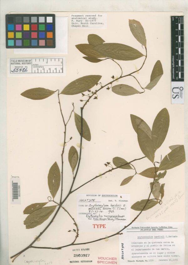 研之有物》製作可樂和毒品的天然原料！管制作物「古柯」的馴化起源研究