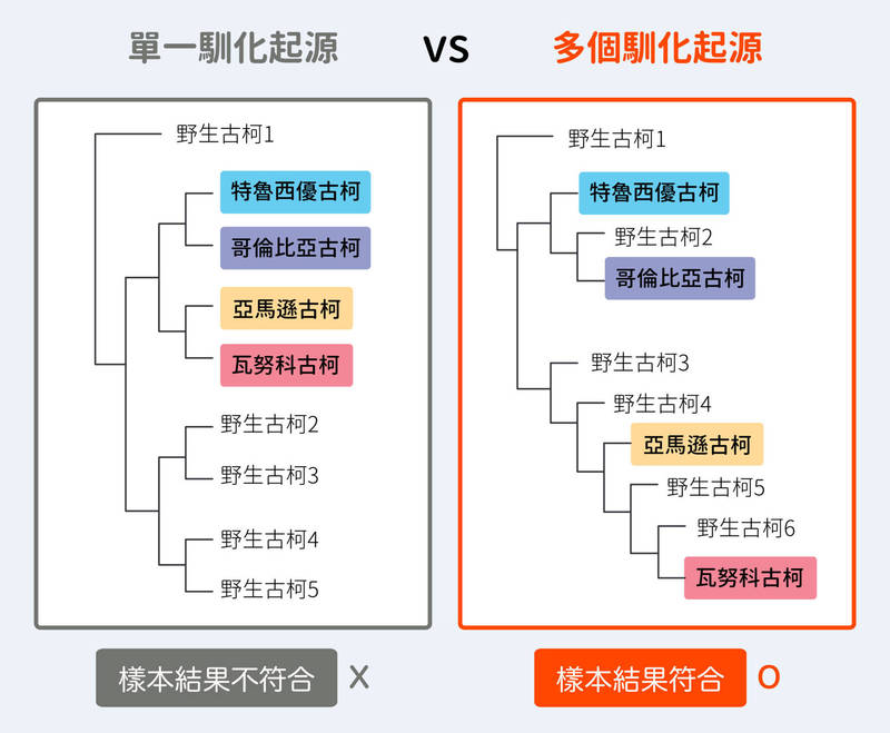 為方便說明，上圖為簡化過後的古柯樣本演化樹，從樣本的結果來看，4 款人工種植品種都位於不同分支，由此可以知道古柯馴化並非單一起源。圖│研之有物（資料來源│黃仁磐）
