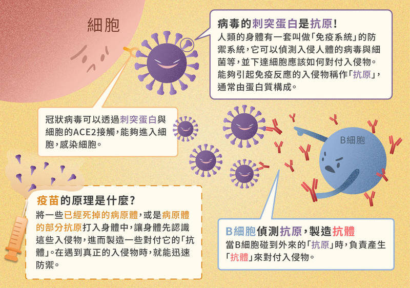 圖解抗原、抗體與疫苗的關係。（圖／沈佩泠繪）