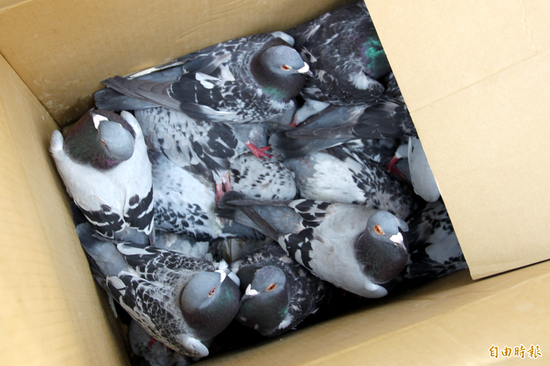 鴿子示意圖。（資料照）