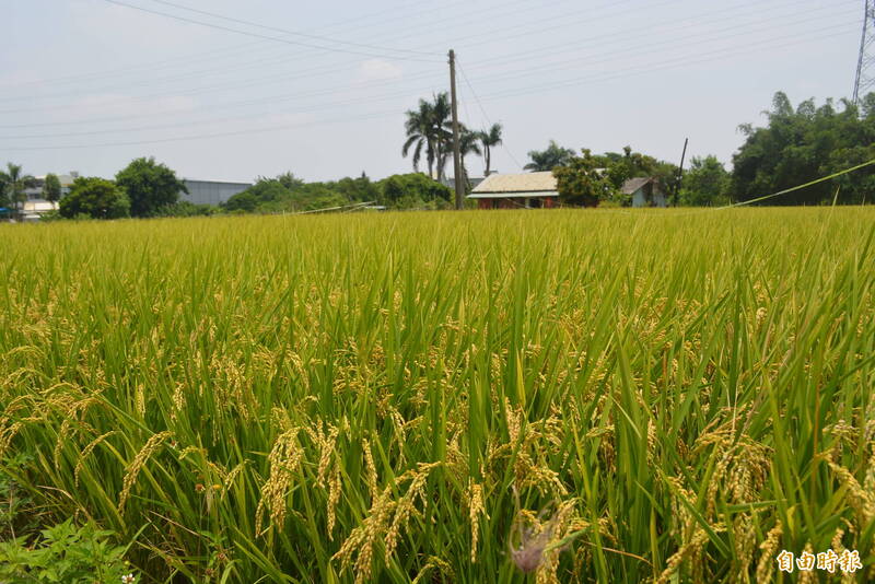農地示意圖，土地與本文無關。（資料照）
