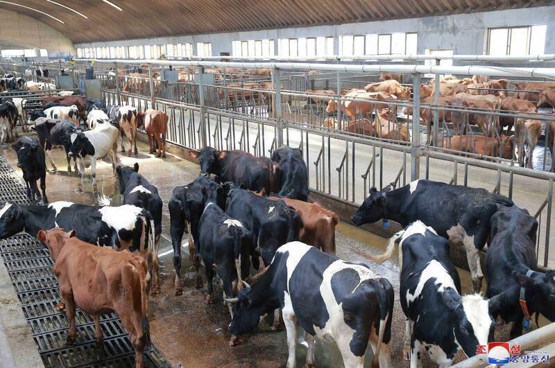 北韓去年仍傳出9人私自宰殺國有牛隻並販售，遭到公開處決，2.5萬居民被迫觀看行刑過程。北韓牛隻示意圖。（路透）