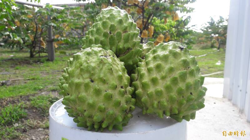 台東鳳梨釋迦。（資料照）