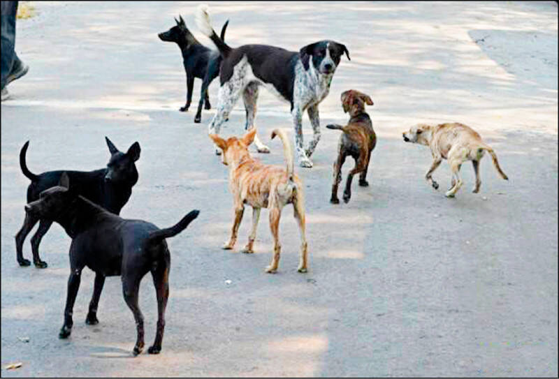 餵食流浪貓狗的行為看似好心，但所引發的問題屢見不鮮，愛爸、愛媽若有能力請盡量將這些流浪貓狗接回自己家中領養，避免貓狗在大街小巷中竄走造成更多悲劇發生。（資料照）