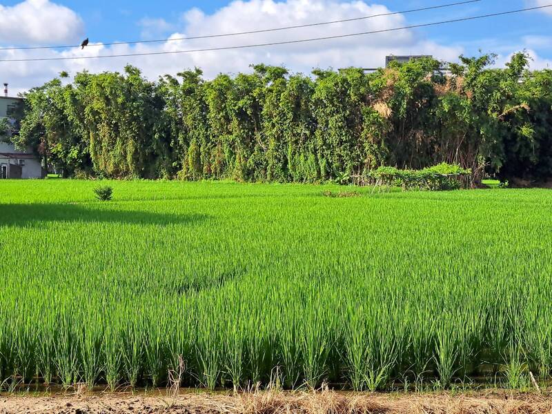 很多老農將農地承租給逃逸移工耕種，實際上大農都由逃逸移工擔任，他們從種植到採收一條龍，不僅操控農產品價格，更侵蝕台灣的內需產業，影響未來的經濟。示意圖。（記者洪美秀攝）