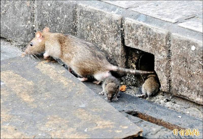 疾管署指出，漢他病毒（Hantavirus）屬於人畜共通傳染性疾病，主要透過帶有漢他病毒齧齒類動物傳染給人類。（資料照）