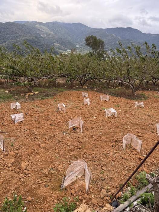 栽培一顆小小的釋迦，就要這樣子悉心呵護幫它遮風擋雨。那麼栽培一個醫生，等他獨當一面要花多少的時間。（取自貼文）