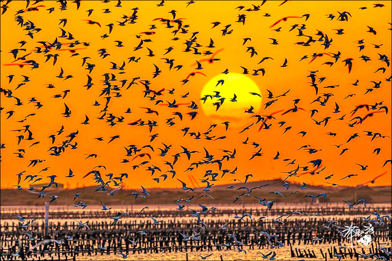 季節限定的壯麗景觀——台南北門黑腹燕鷗的歸來。（許釗滂作品）