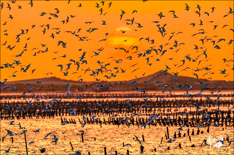 季節限定的壯麗景觀——台南北門黑腹燕鷗的歸來。（許釗滂作品）