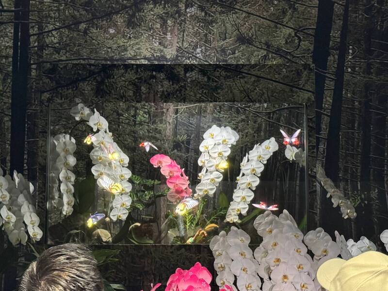 透明的Micro LED與真實的蘭花。（作者提供）