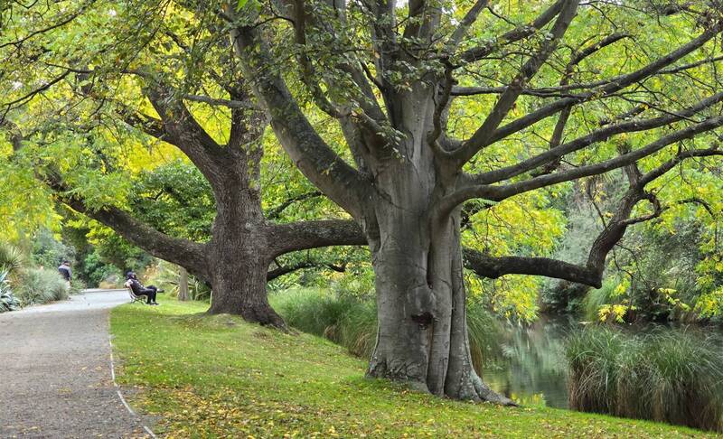 最近我在紐西蘭旅行期間，參訪了基督城植物園與奧克蘭植物園。圖為基督城植物園 。（作者提供）