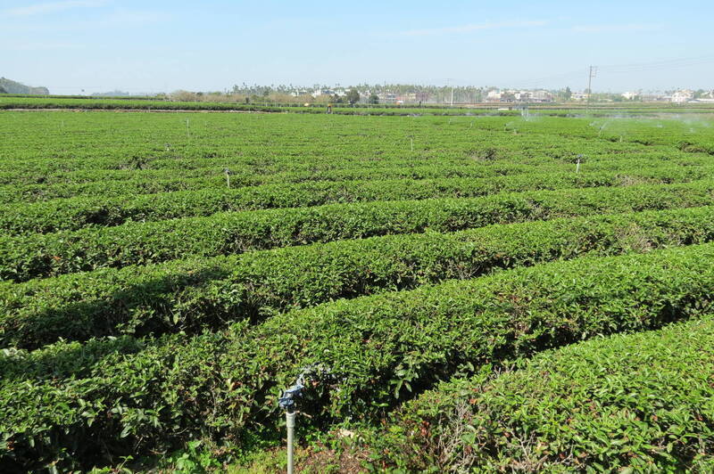 南投縣是台灣本島內唯一仍未設置自建焚化爐的縣市，縣府有意在「茶鄉」名間鄉興建焚化廠，地方憂心恐嚴重衝擊茶產業。（記者張協昇攝）