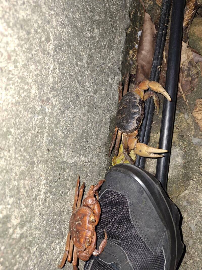 墾丁國家公園管理處與公路局攜手進行了一場長達十多年的生態保衛戰，強調護蟹封路的必要。（墾管處提供）