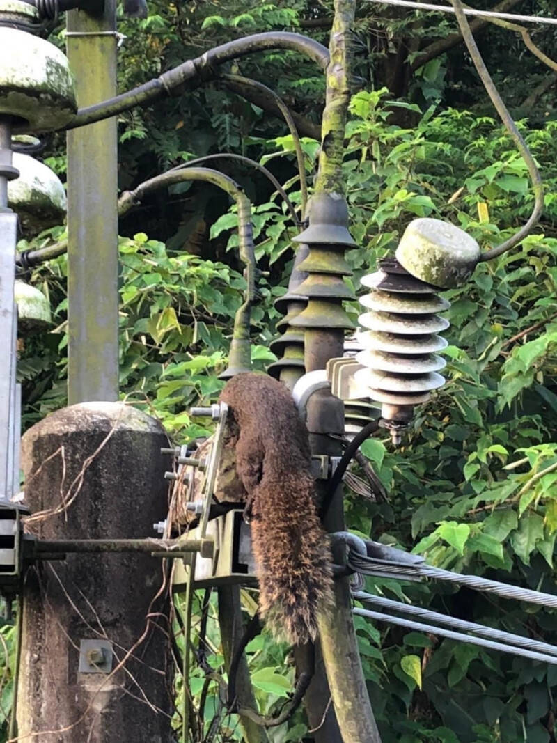 台電指出，外物碰觸所導致的事故性停電，部分是鳥類、松鼠等動物誤觸所造成，部份是樹木或是其他外物。（台電提供）